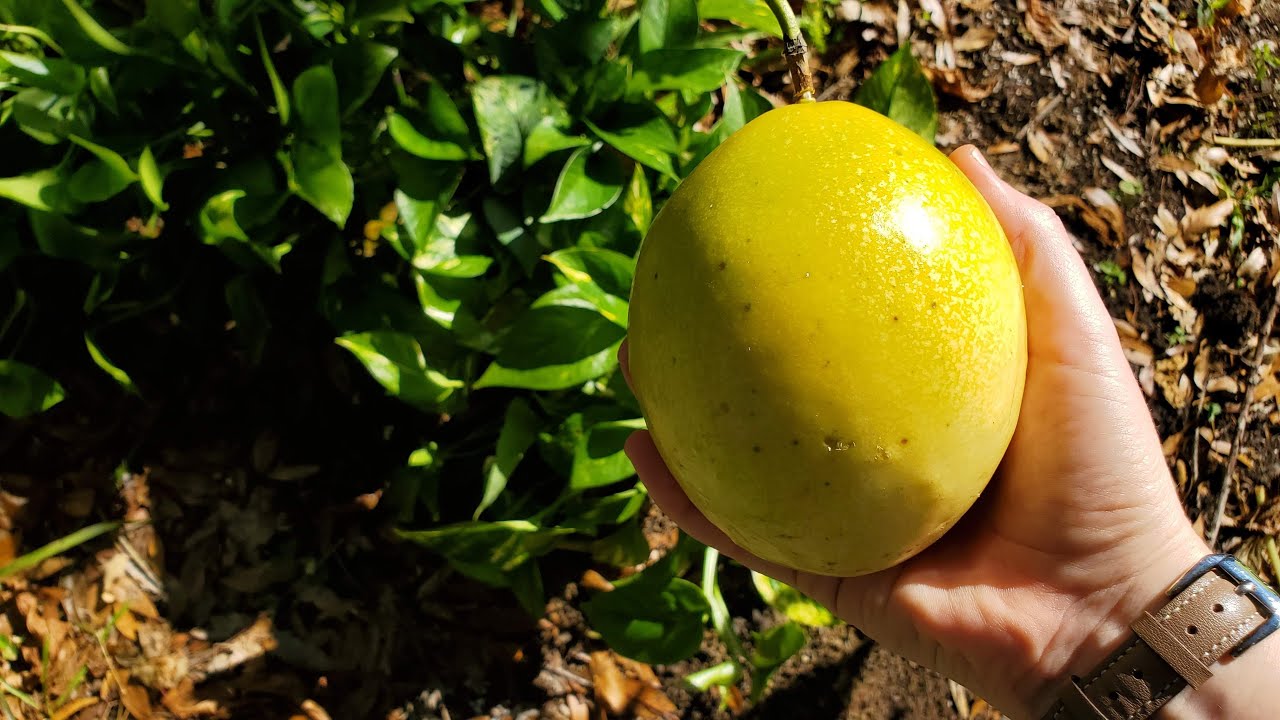Giant Brazilian Yellow Passionfruit - Excellent fruit for Florida Gardens