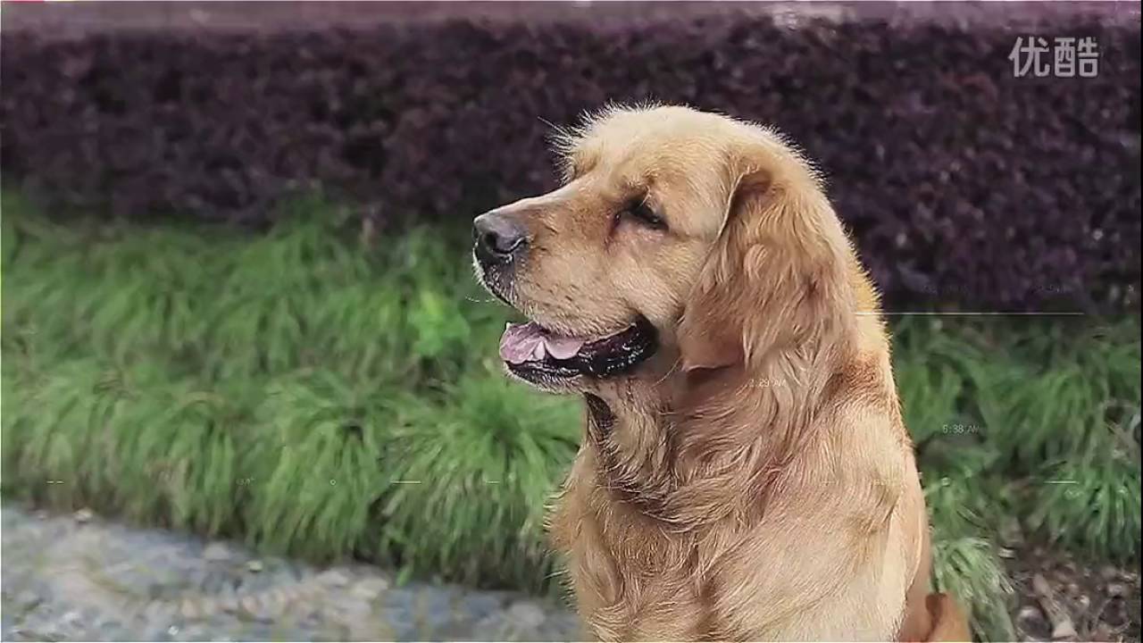 Inokim Electric Scooter Video