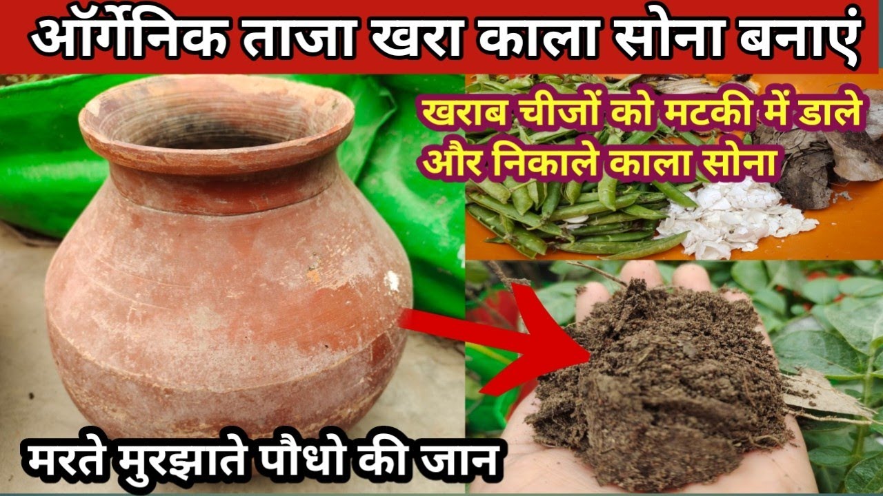 ऑर्गेनिक ताजा खरा काला सोना बनाएं, कीचन की बेकार चीजों से,मरते मुरझाते पौधो में जान डाल देगी