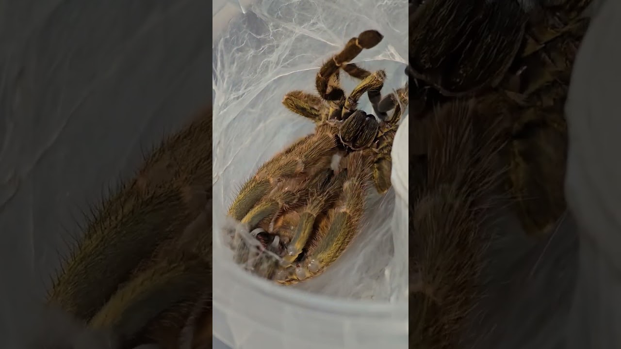 #OBT