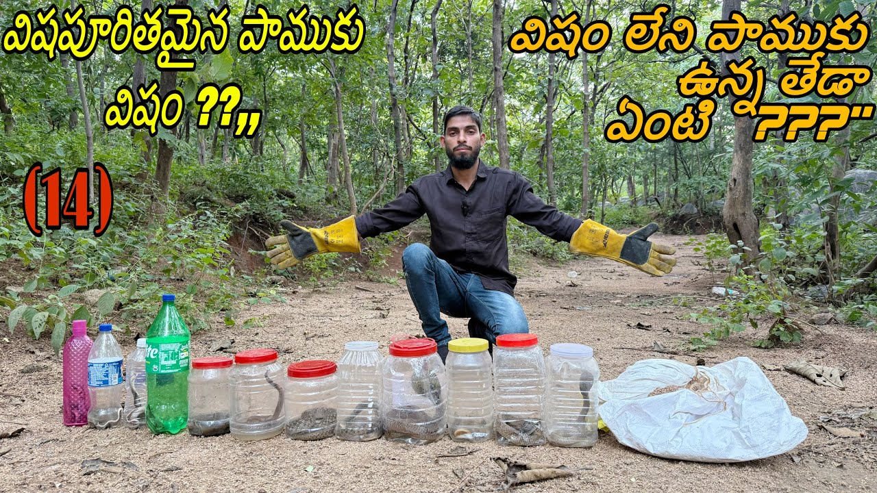 విషం ఉన్న పాములు ఏవి ?? విషయం లేని పాములు ఏవి తెలుసుకోండి పూర్తి పాములు ( 14 ) రిలీజ్ అడవి ప్రాంతంలో