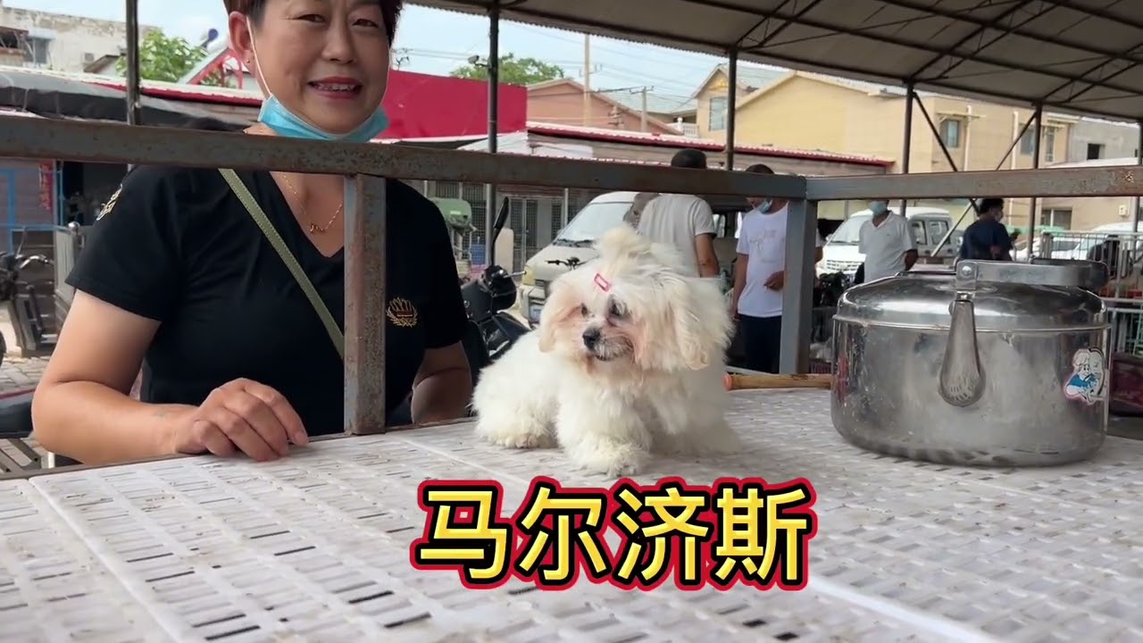 狗市里亮哥一刻都不闲着，压力是越来越大，累得精疲力尽腰酸背痛