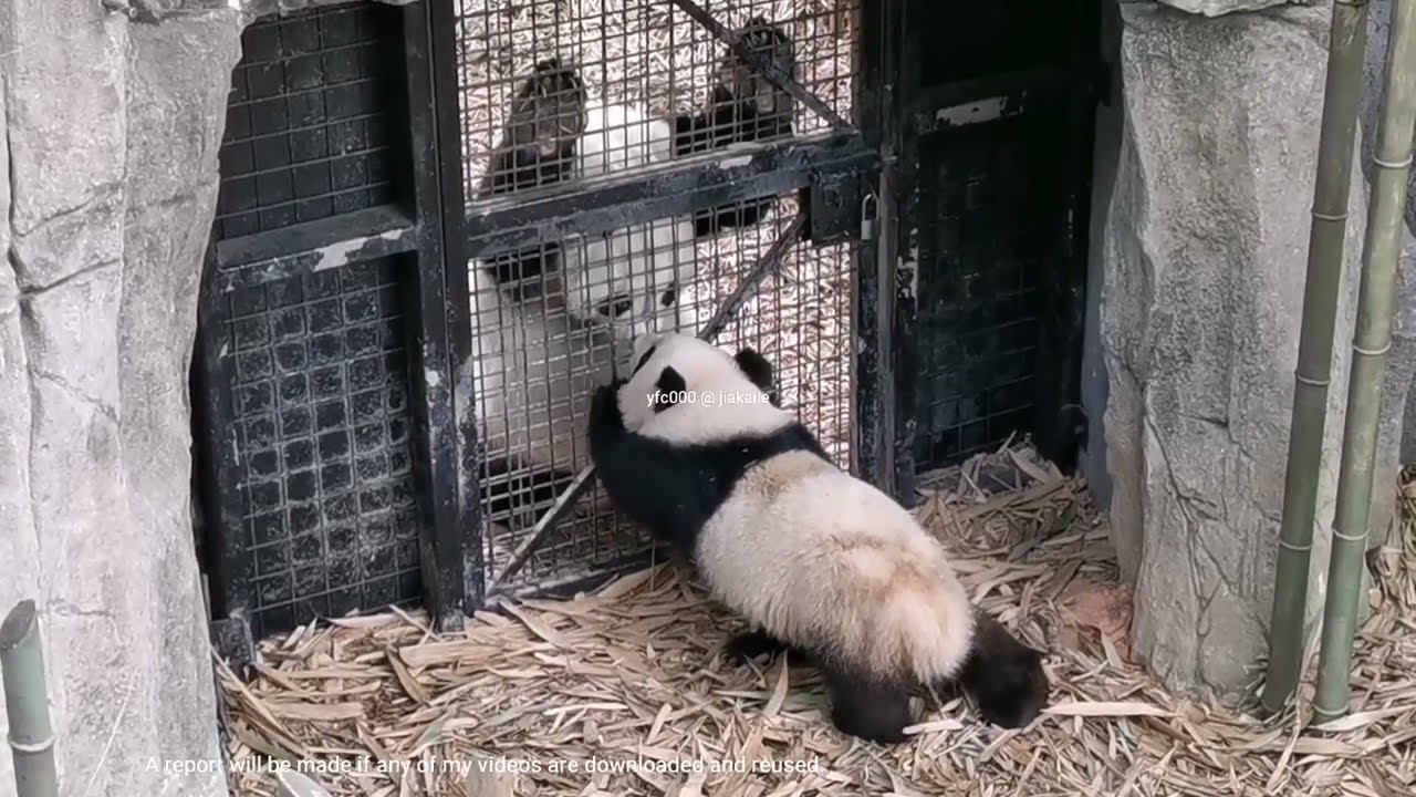 Giant Panda Le Le tender meet up 大熊猫叻叻 温暖温柔温馨的见面会 @ 新加坡河川生态园