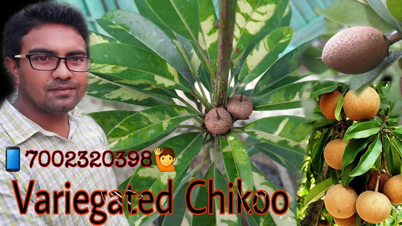 Variegated Chikoo Plant|Best Exotic Fruit Plants|Variegated Sapota|@moonlightassam2951