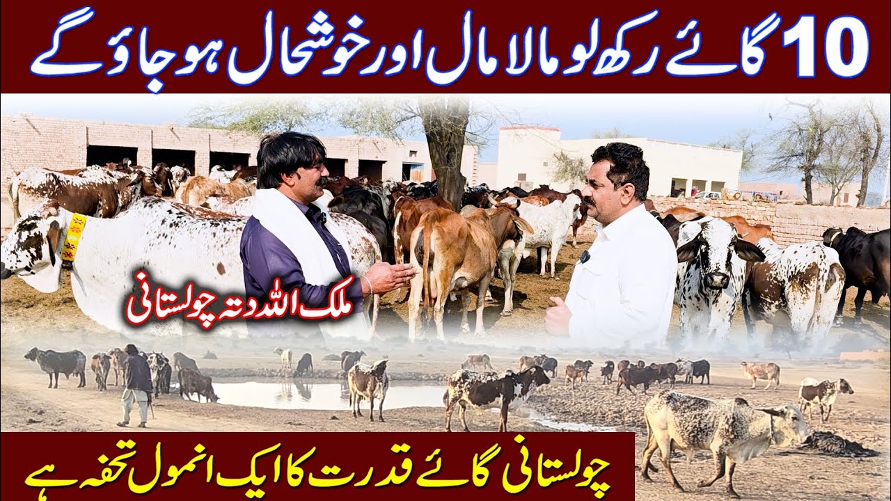 Cow farming | Cholistani cow farming | high milking cholistani cow's | Cholistani cow's in Pakistan