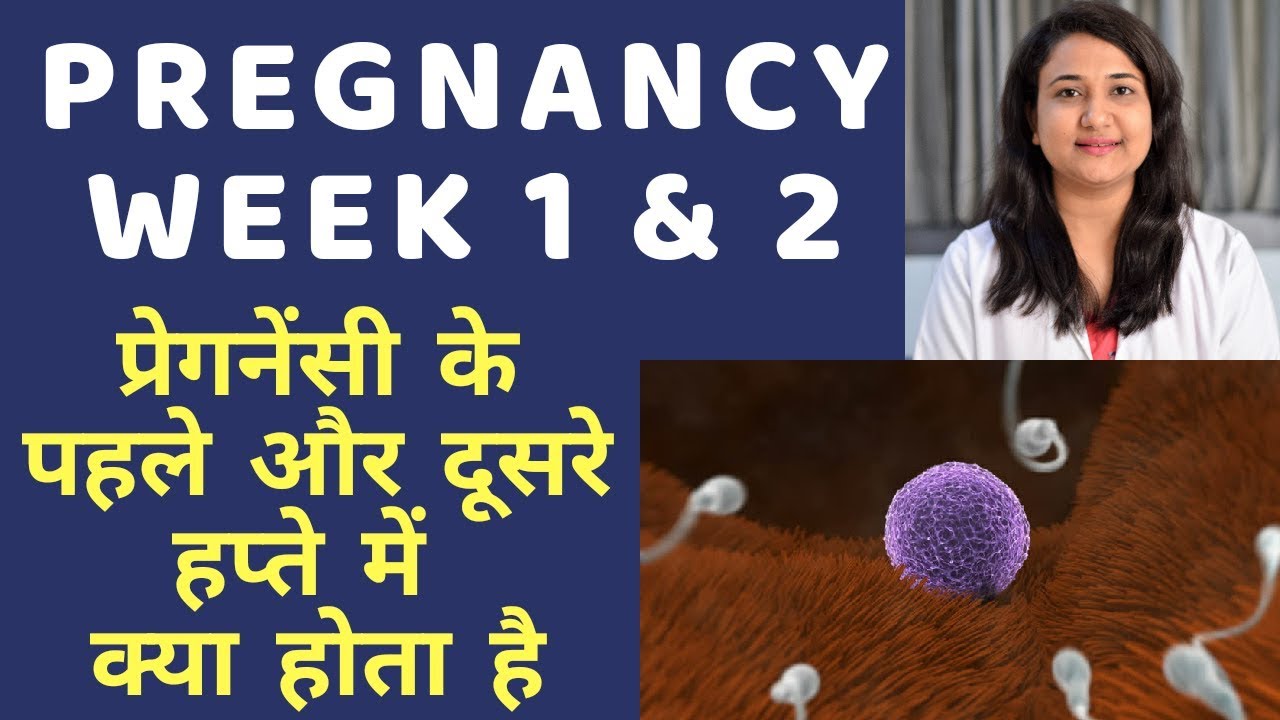 PREGNANCY 1st WEEK AND 2nd WEEK