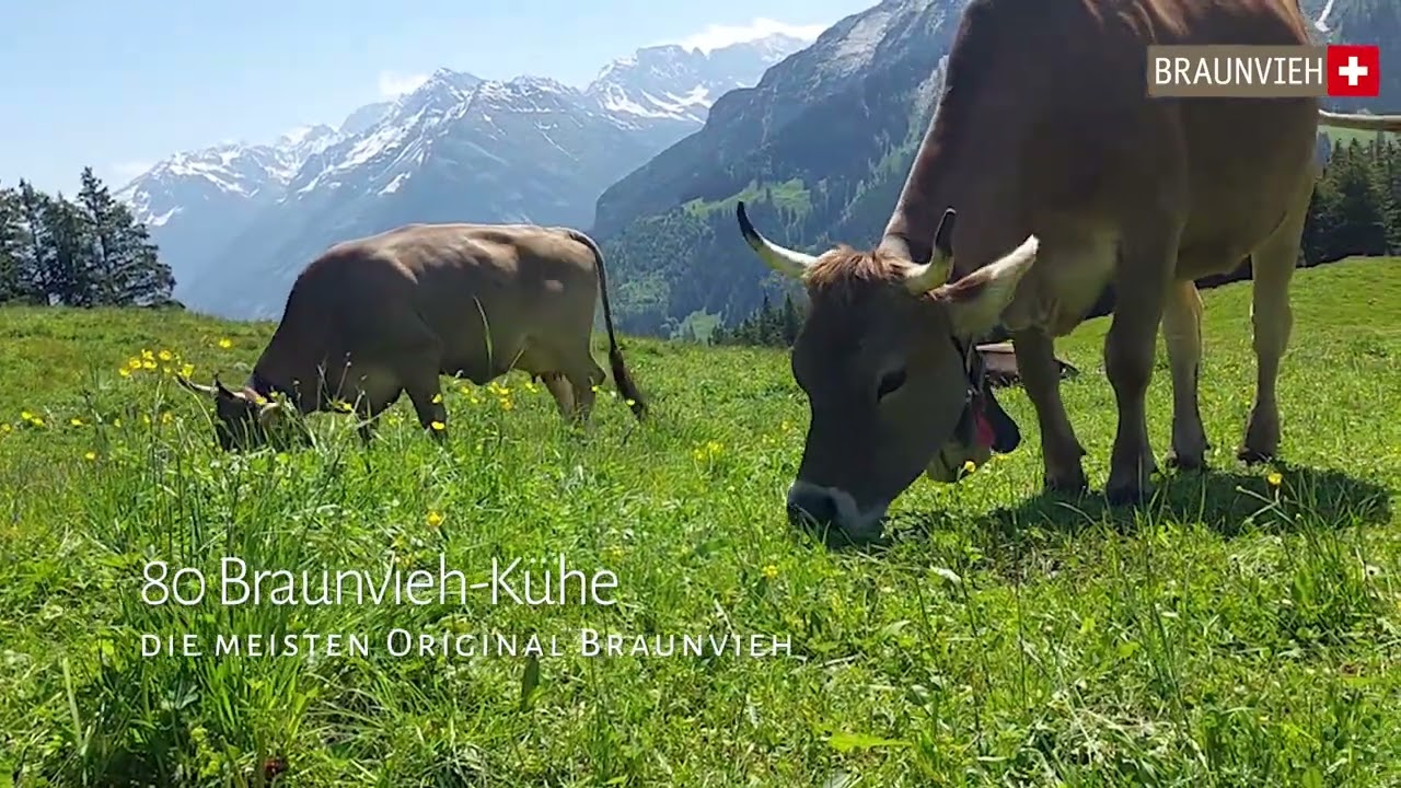Alp Kaltenbrunnen, Berner Oberland