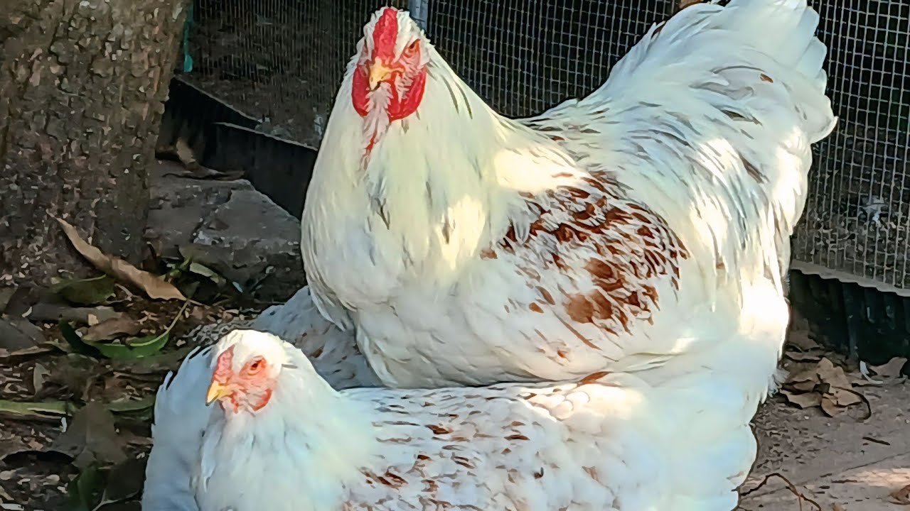 Red Pyle Brahma 🇪🇸 Bloodline TPA USA