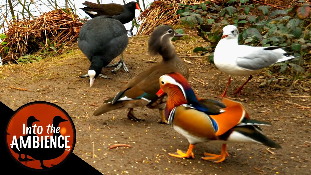 Feeding the Ducks Geese and Swans in the Park -  Nature Relaxation Video