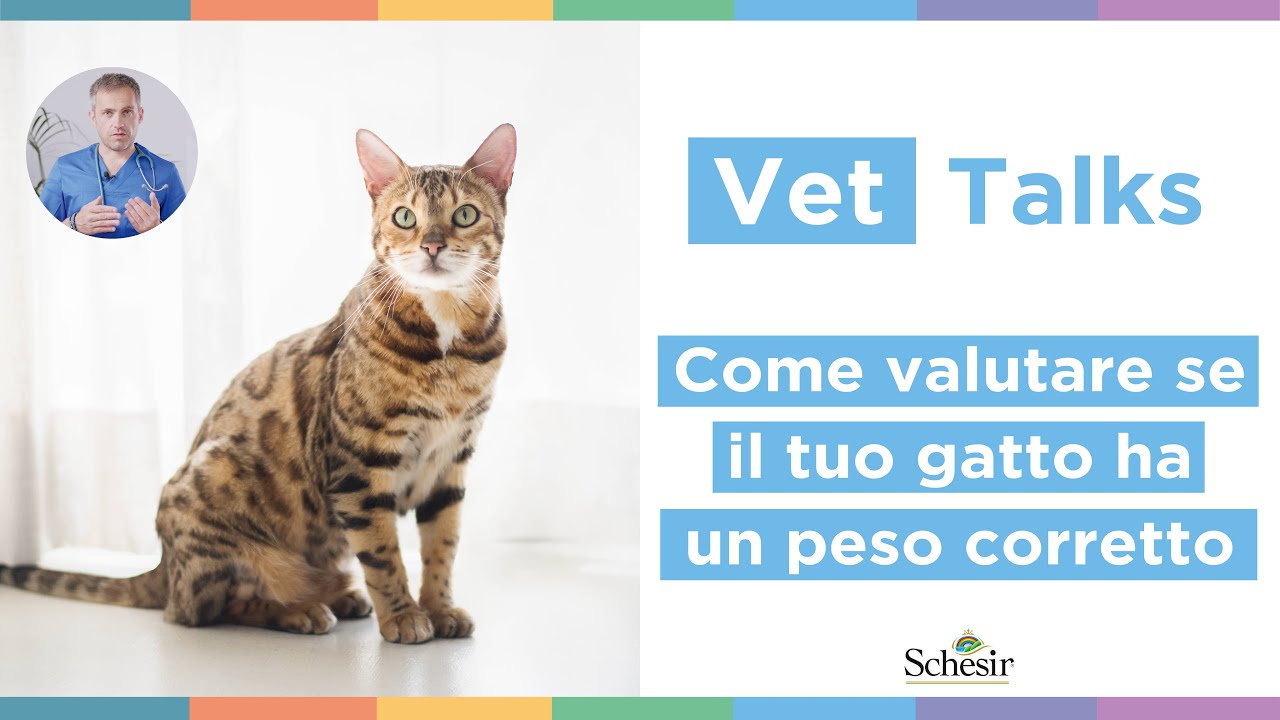 Come valutare se il tuo gatto ha un peso corretto