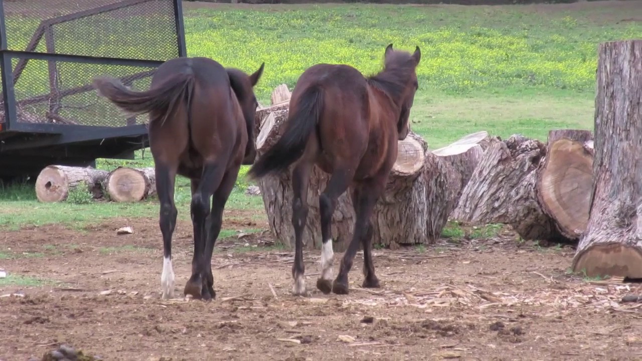 Bucky and Lucky 10 Months old