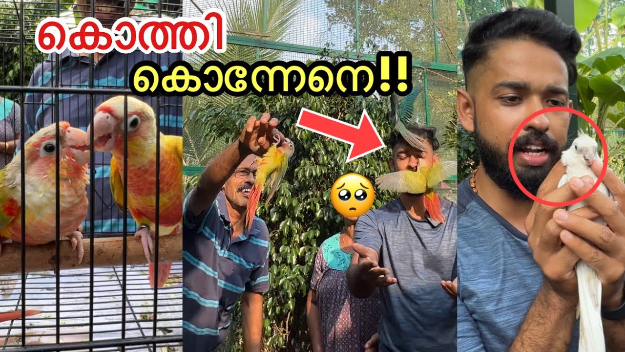 കിളികളെ ഒരുമിച്ച് ഇട്ടതാ..ആരും ഇങ്ങനെ ചെയ്യരുത്!! | Birds Fighting Each other