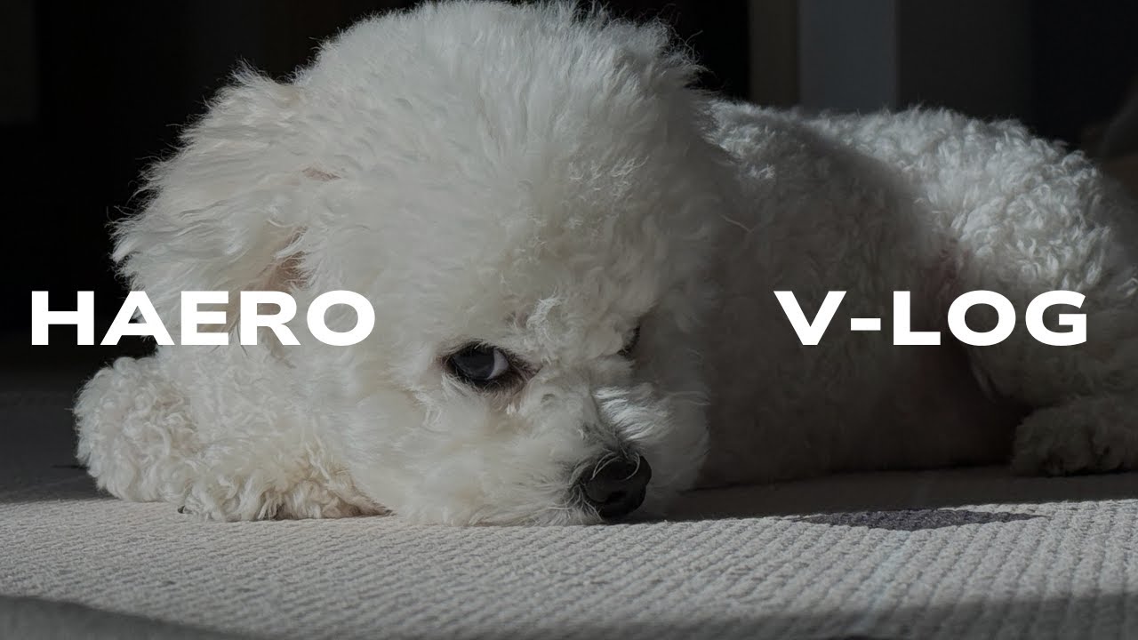 vlog. 새해보러 간 강아지, 해피뉴이어, 해로브이로그, 강아지브이로그