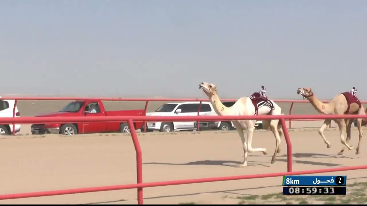 الحيل والفحول الشيوخ الشوط 2