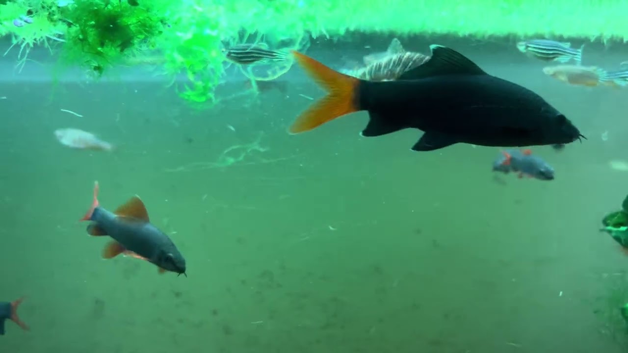 Redtail Sharks & Rainbow Sharks in Green water Week12