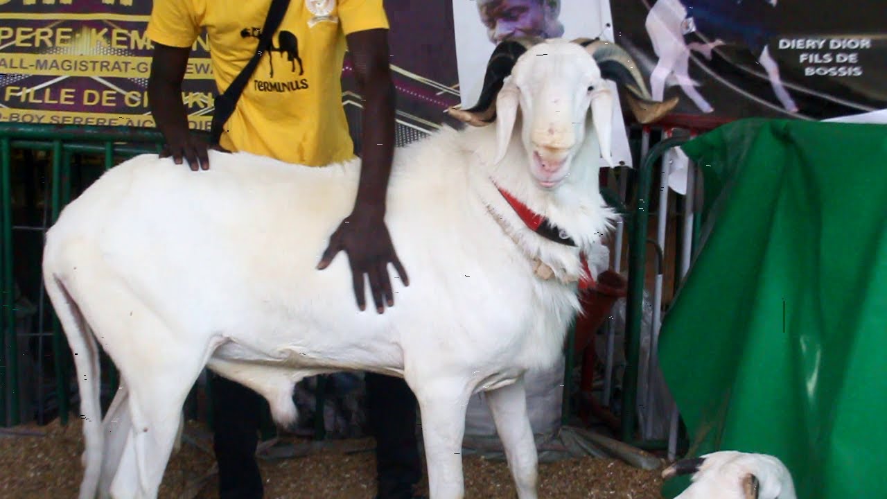 SAM FALL A LA BERGERIE NDIAPANDAL