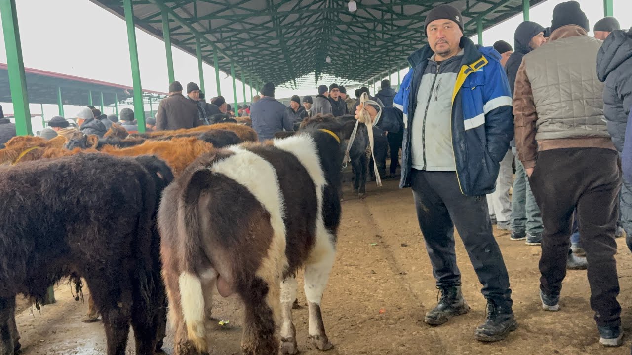 NAMANGAN🌏SHOHIDON CHORVA MOL🐂BOZORI ICHKARI PALTARASHKA BUQALAR NARH NAVOSI 2026_01_20_yanvar.