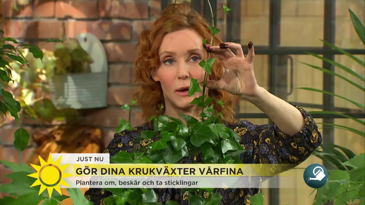 Nu är det dags att plantera om krukväxterna - Nyhetsmorgon (TV4)