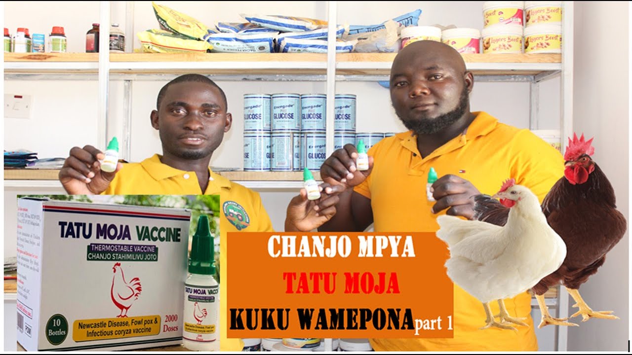 CHANJO YA KUKU TATU MOJA:  Mdondo , Ndui ya kuku (Fowl pox) na Mafua ya kuku (Infectious coryza).