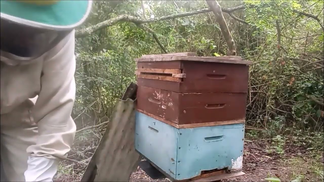 Confere no Enxame Para Possível Colheita de Mel.