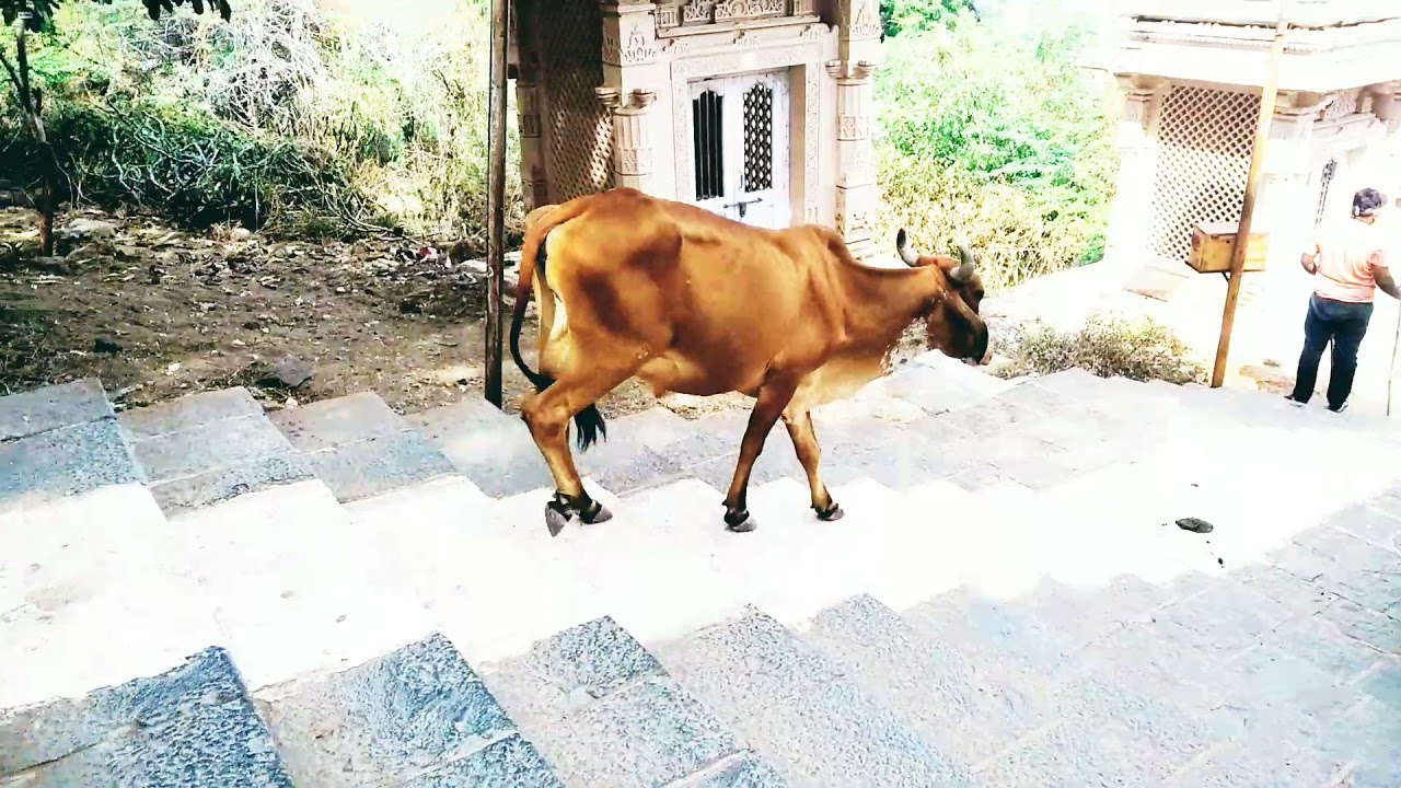 FUNNY COW DANCE 3 | cow song & latest cow videos 2021 | cow stair down with breakup dance comedy2021