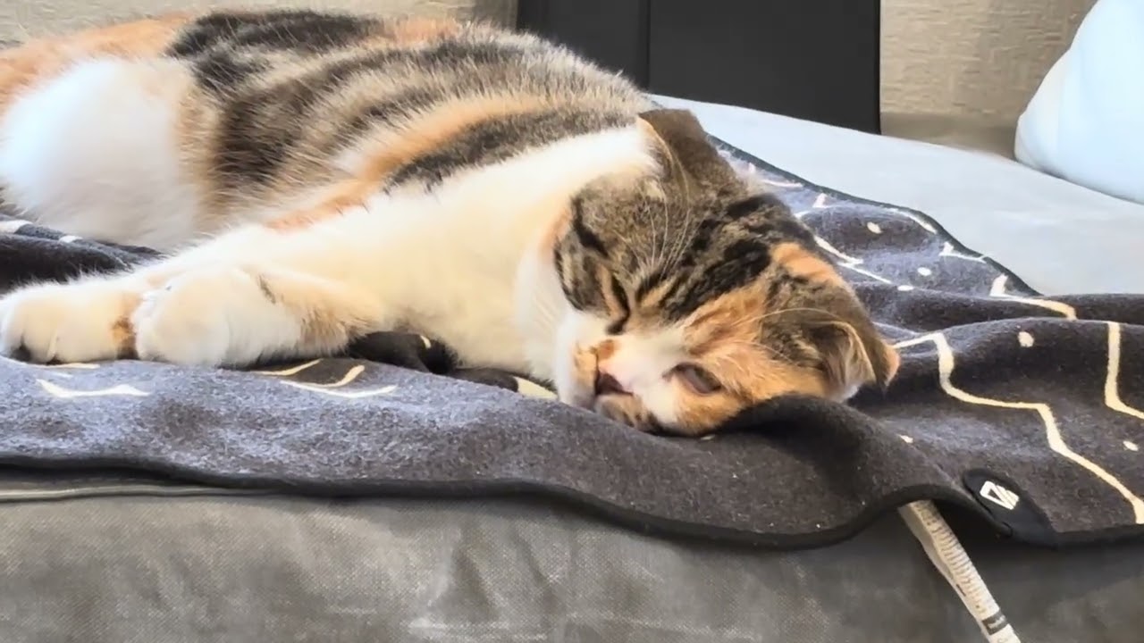 半目で寝た？ちょっと顔が怖いミケちゃん🐱calio cat Mike-chan/Sleeping with half-open Eyes? Mike-chan looks a bit scary