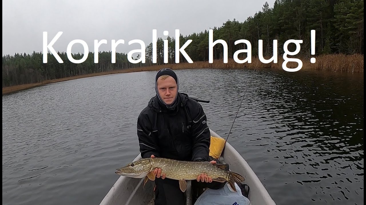 Metsajärvel haugi püüdmas