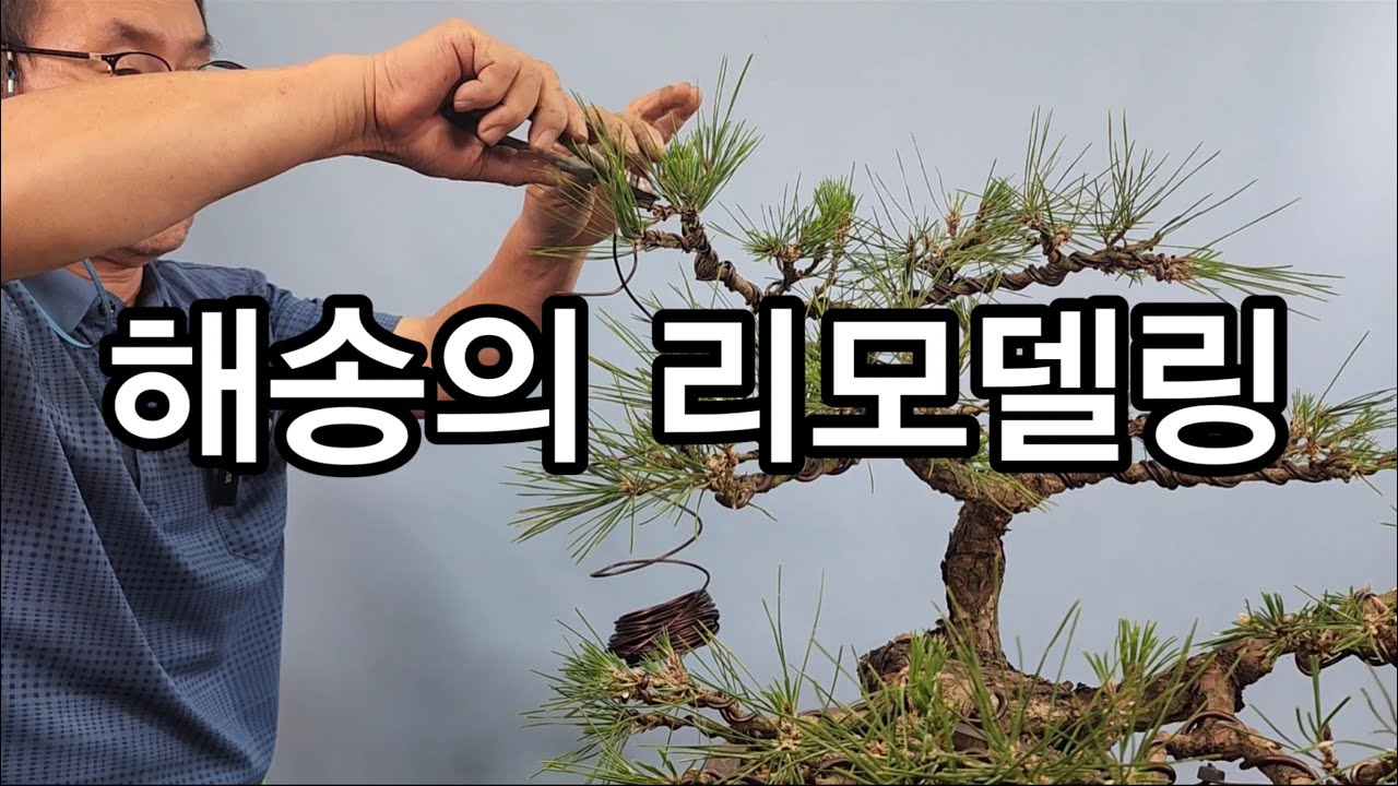 분재관리 522강 근사한 해송  쌍간의 리모델링