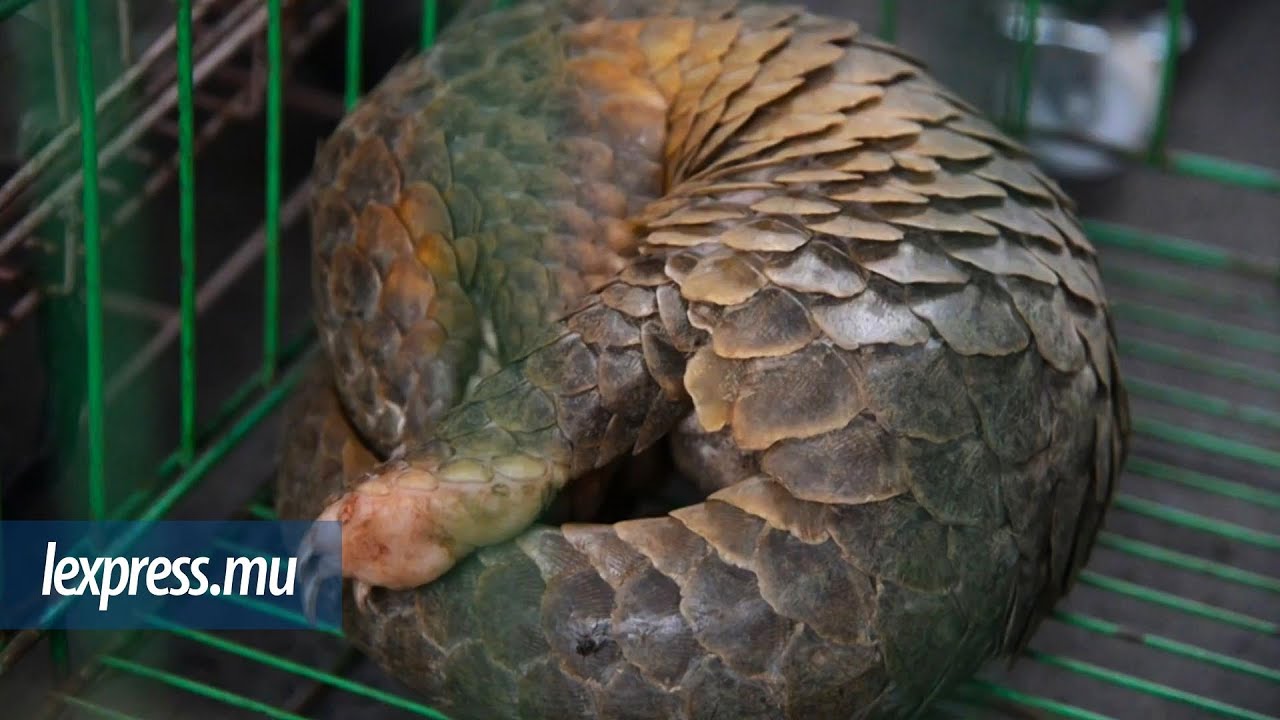 La Chine retire le pangolin de la pharmacop&eacute;e traditionnelle