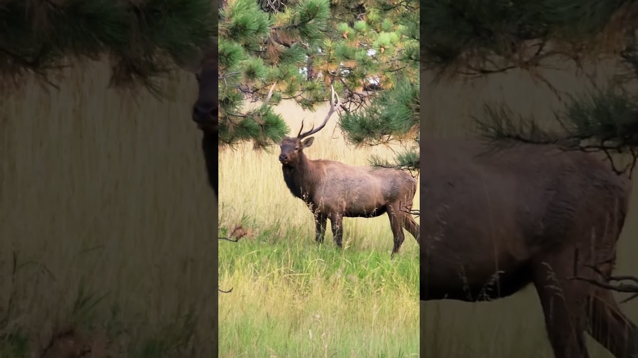 Bull elk bugles 