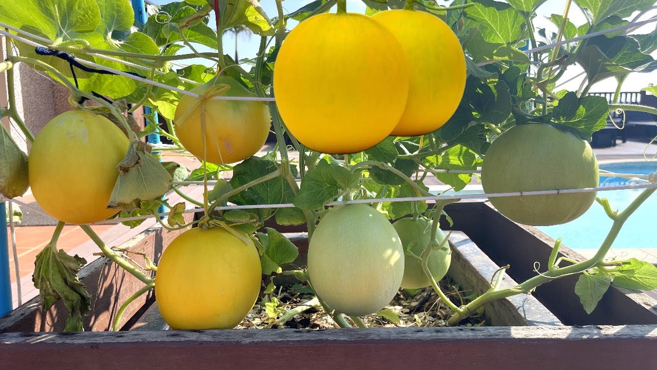 Growing Honey Dew Melon in Pot Got Many Fruits