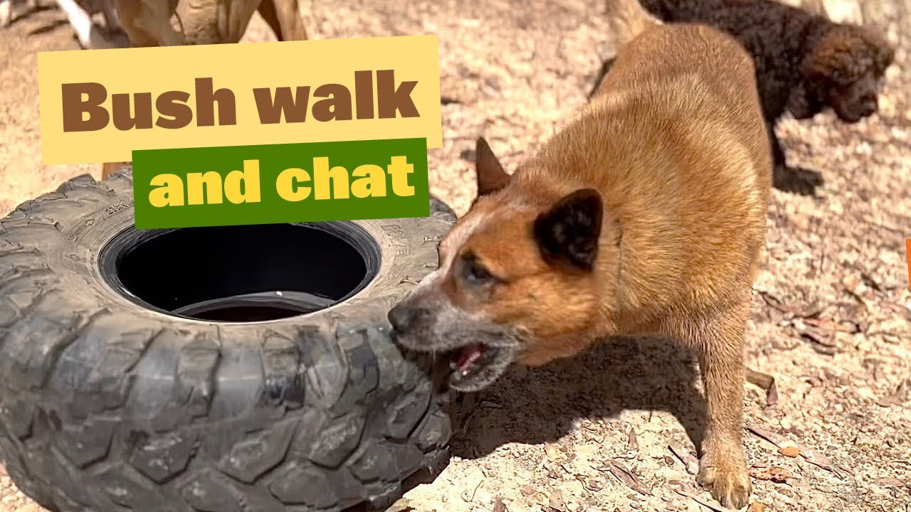 Bush Walk and Chat