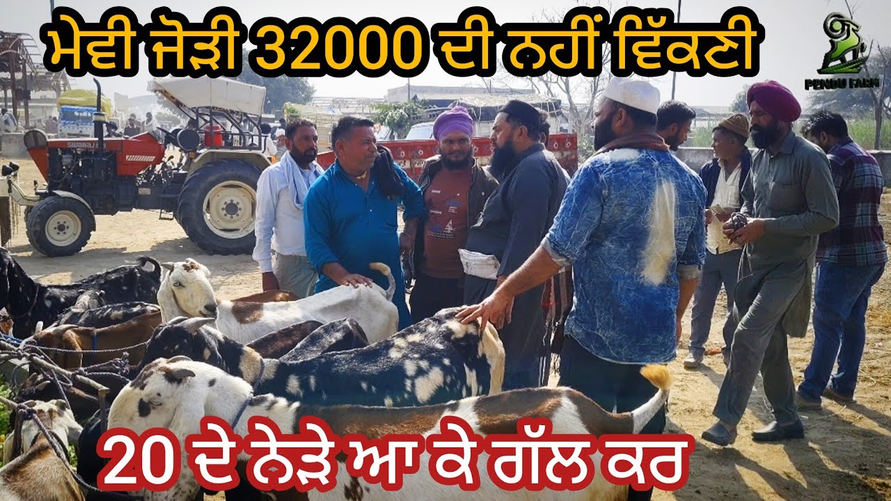 ਮੇਵੀ ਜੋੜੀ 32000 ਦੀ ਨਹੀਂ ਵਿੱਕਣੀ Maur Bakra Mandi #live_sauda #goatfarming #rajudirba #bakramandi 