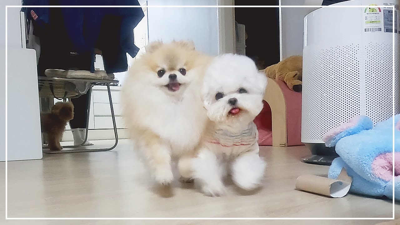 강아지들이랑 모임에 가면 생기는 일 💦