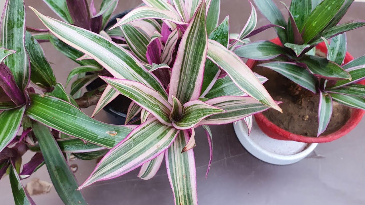 Rhoeo Tricolor-Summer growing plant//Care//Fertilizer, Potting Soil & other details