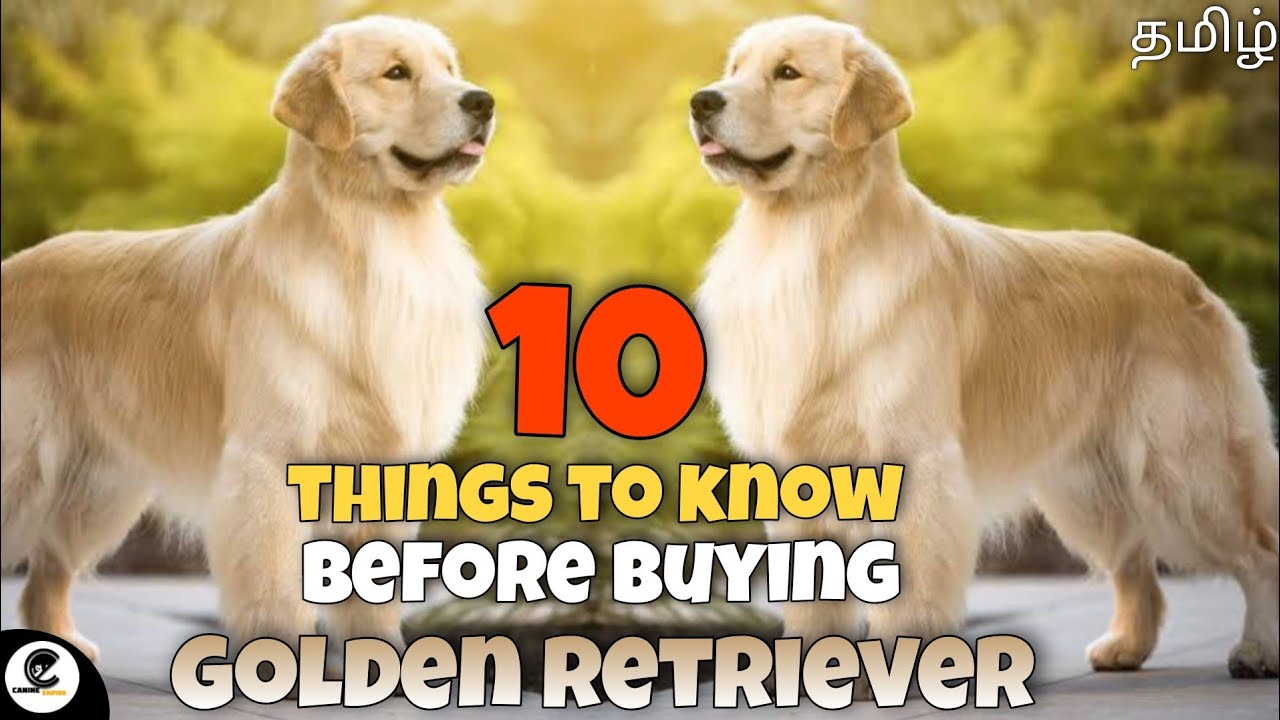 10 things to know before buying Golden Retriever | highlights | important | family dog | funny 😂