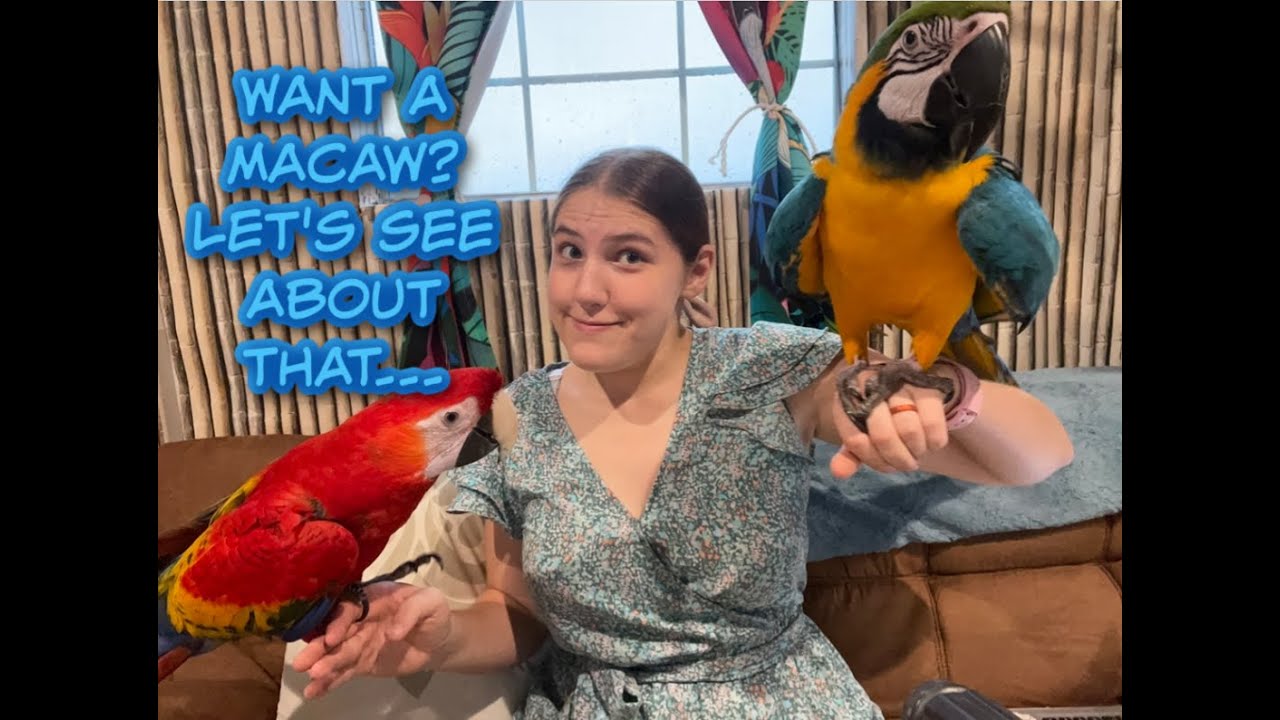 So, You Think You Want a Macaw: Consider This...