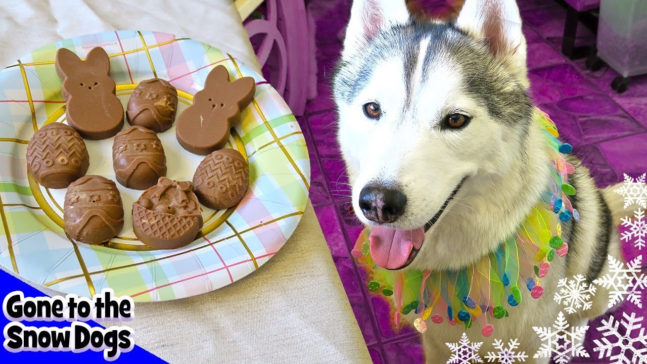 Chocolate Easter Bunny for Dogs (It's Carob) | DIY Dog Treats Recipe 97 | Easter Treats