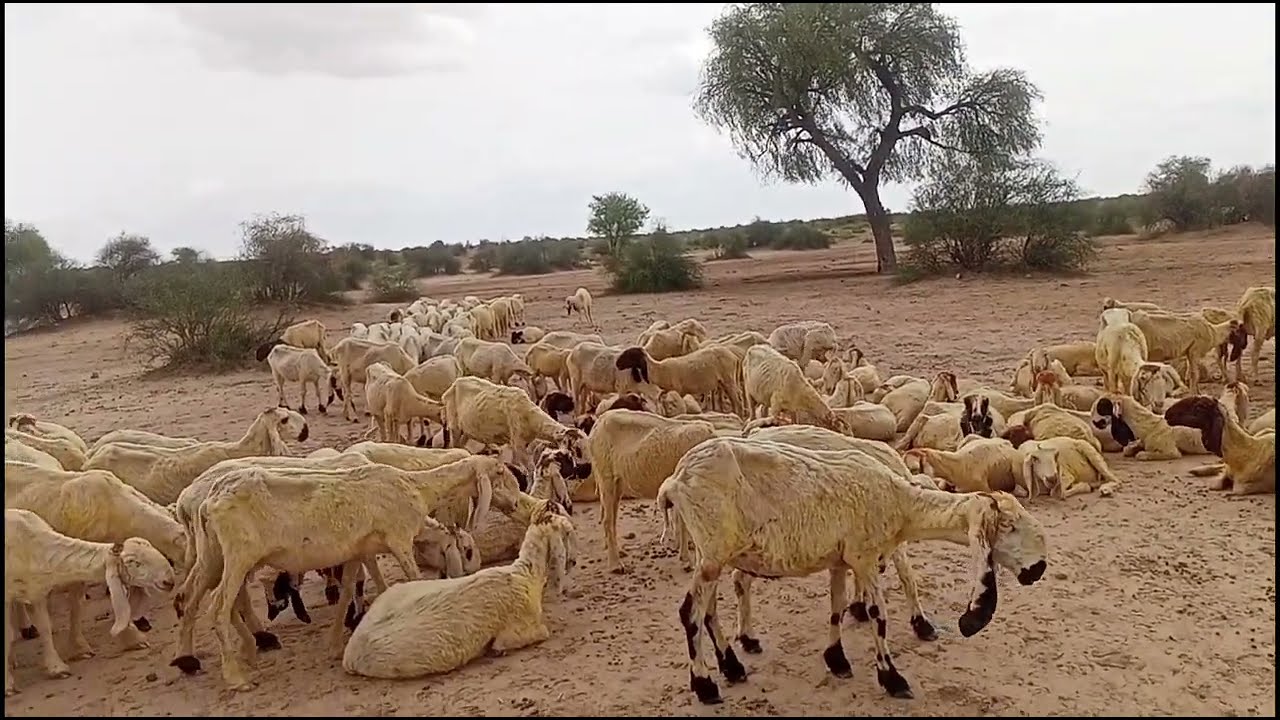 After the rain, the sheep gathered together in desert 🏜️ village 
