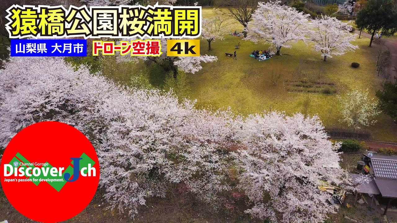 おうちでお花見｜【桜満開】猿橋公園【山梨県大月市】ドローン空撮