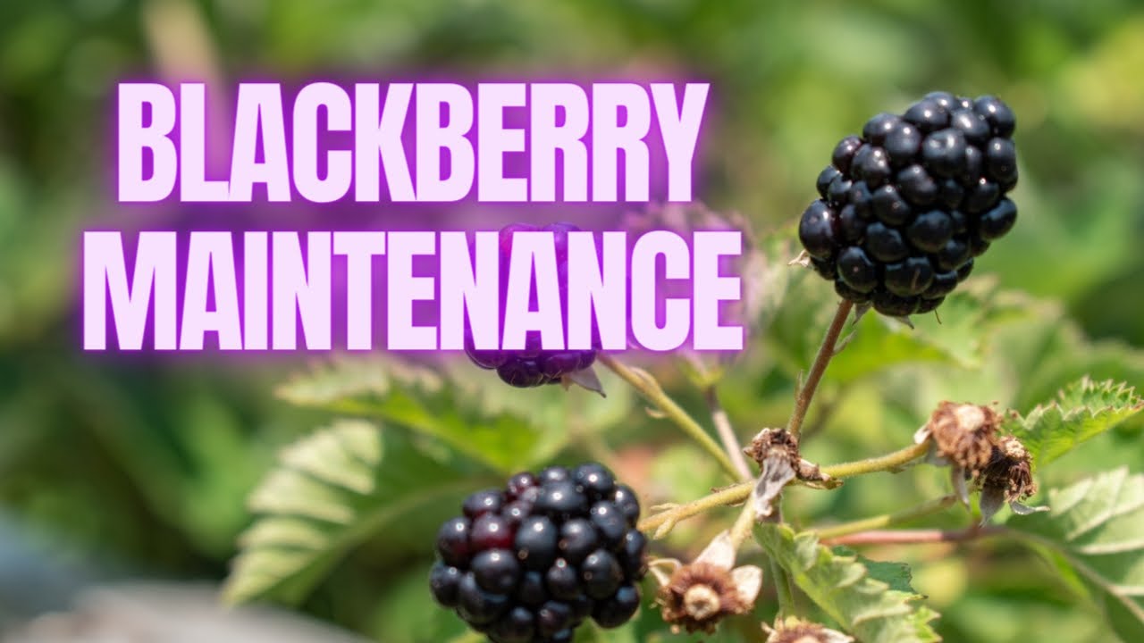 Prime-Ark® Freedom Blackberry: Trimming and Maintenance for Better Fruit Production