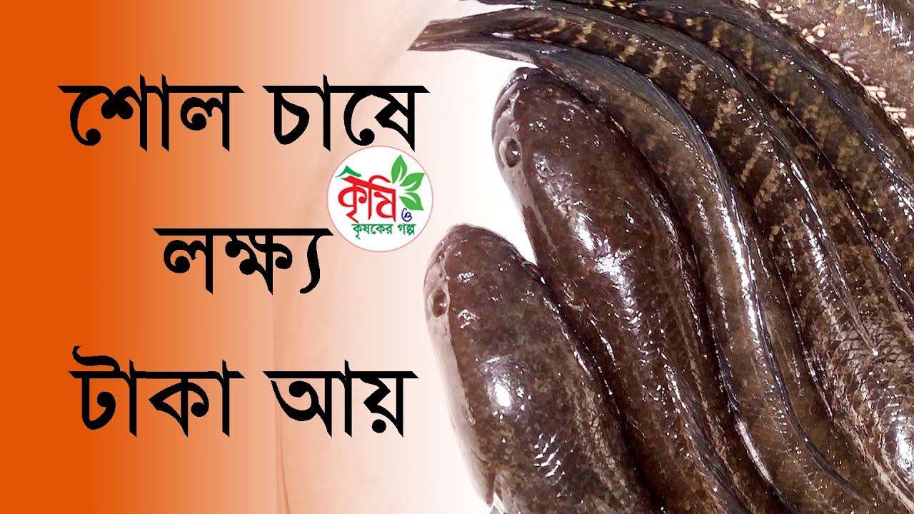 ইবাদুল হকের লক্ষ্য টাকার শোল মাছ বিক্রয়