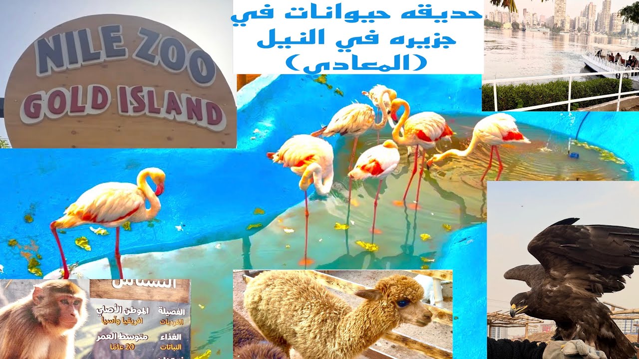هتركب مركب توصلك لجزيره في وسط النيل Nile zoo فيها حيوانات وأنشطه كثيره للأطفال والكبار في المعادي