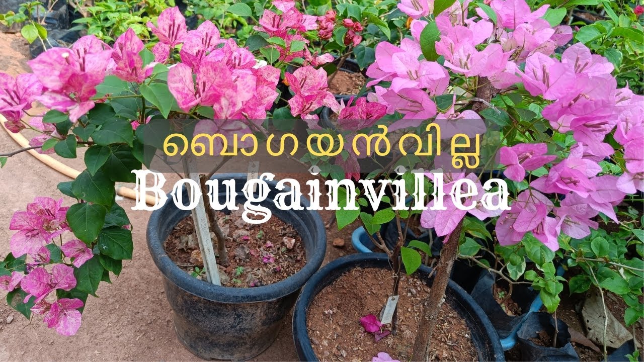 Bougainvillea online sale. Bougainvillea sale near me. #bougainvillea #sale sal