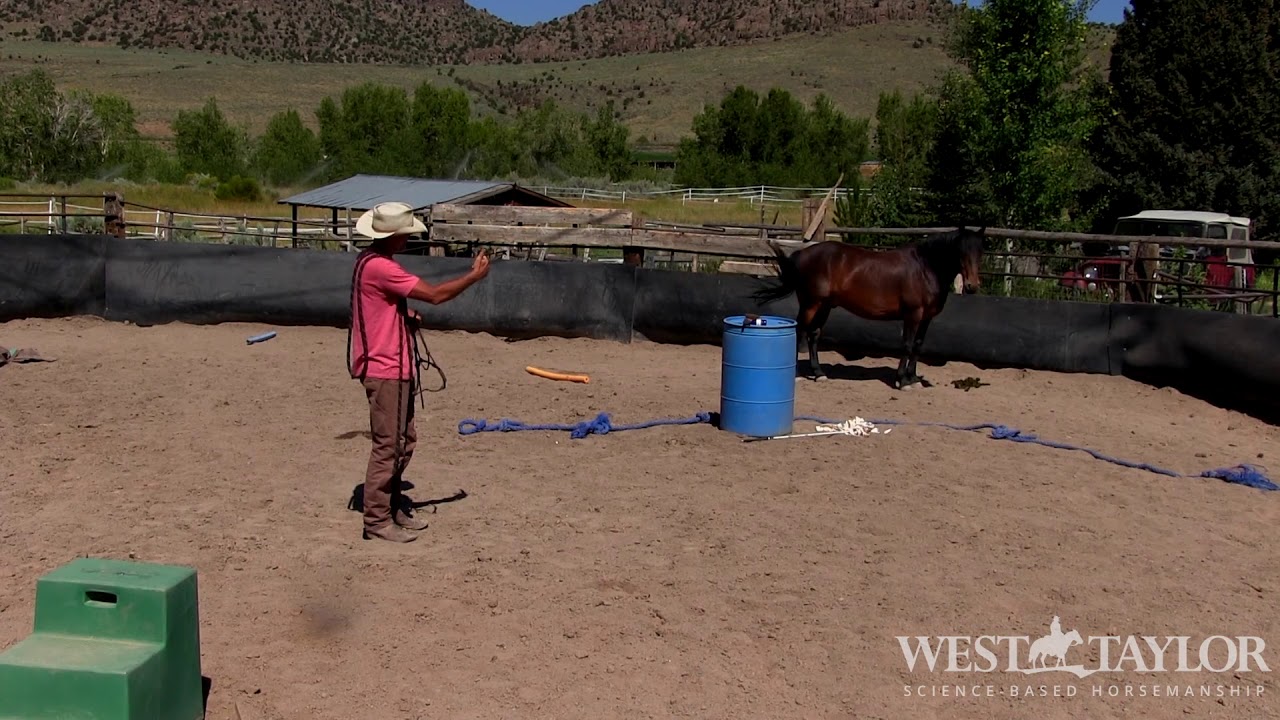 How to catch your horse, using Science Based Horsemanship.