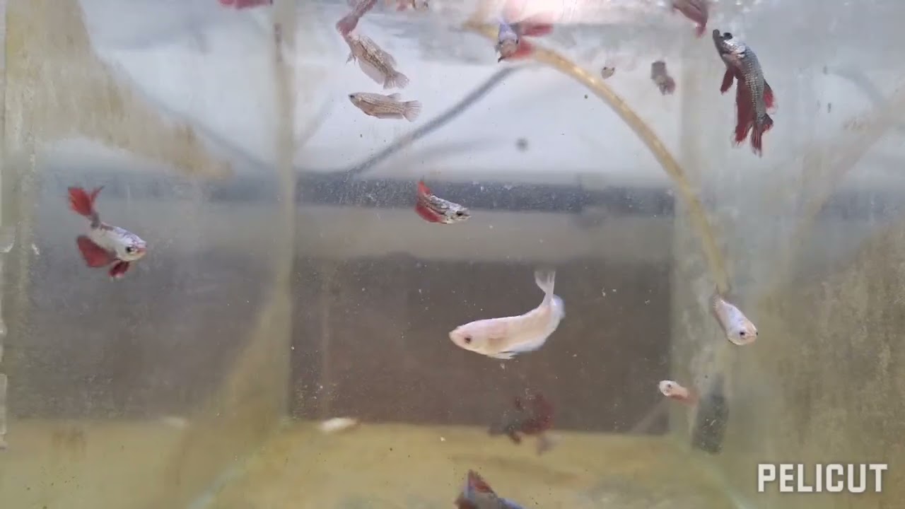 Reproducción y engorde de varias especies en el criadero:neones,gambas,cebras,mollys,bettas...