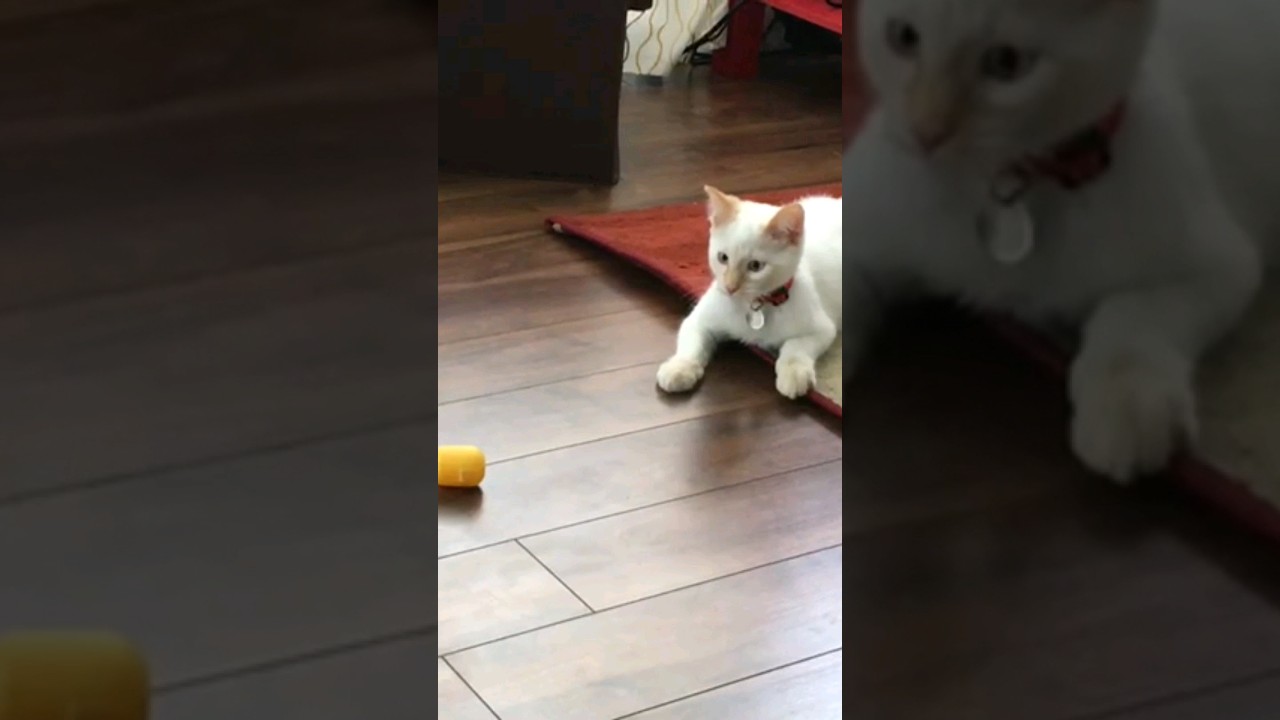 It's not playing with a ball #funny #viral #shorts