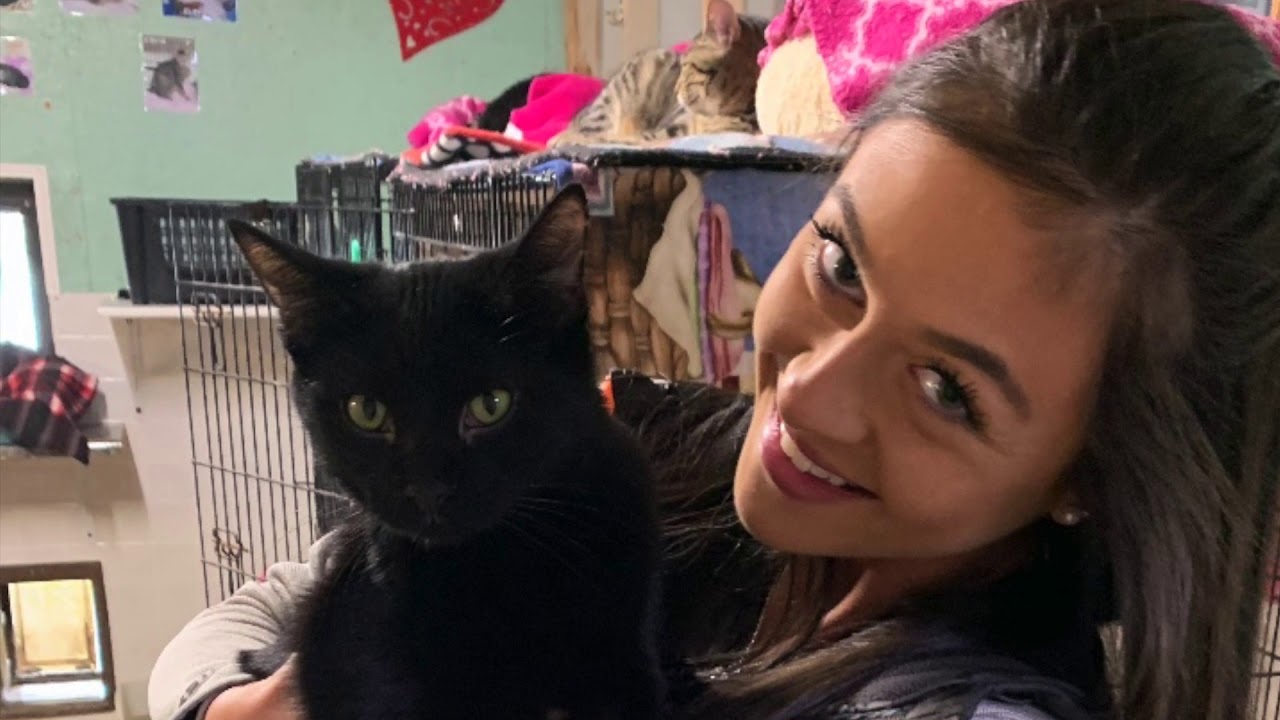 About the Independent Cat Society