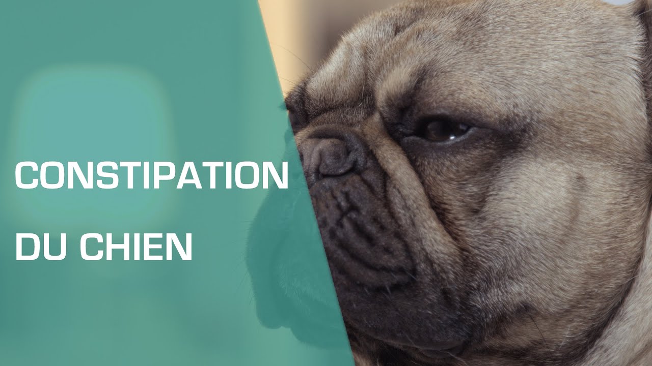 Constipation du chien - Animaux