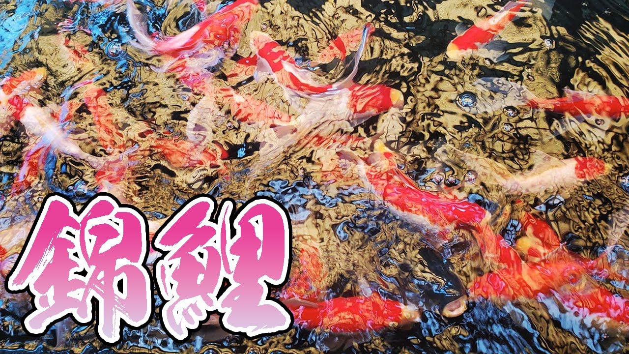 メンバーの家の池に念願の錦鯉を放流する！